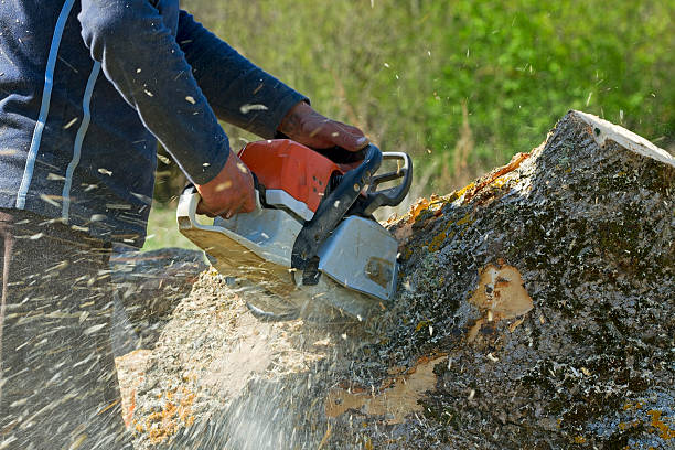 The Steps Involved in Our Tree Care Process in Searcy, AR